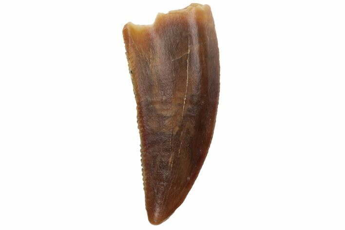 Serrated, Raptor Tooth - Real Dinosaur Tooth #213728